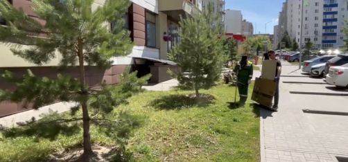 На Васильевской газоны задышали