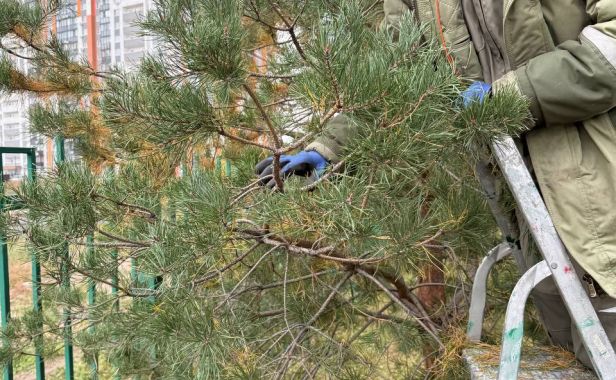 Провели оздоровительную чистку сосен в ЖК «Еврокласс 1»
